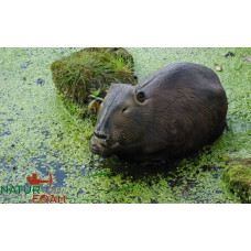 Natur Foam 	BEAVER 